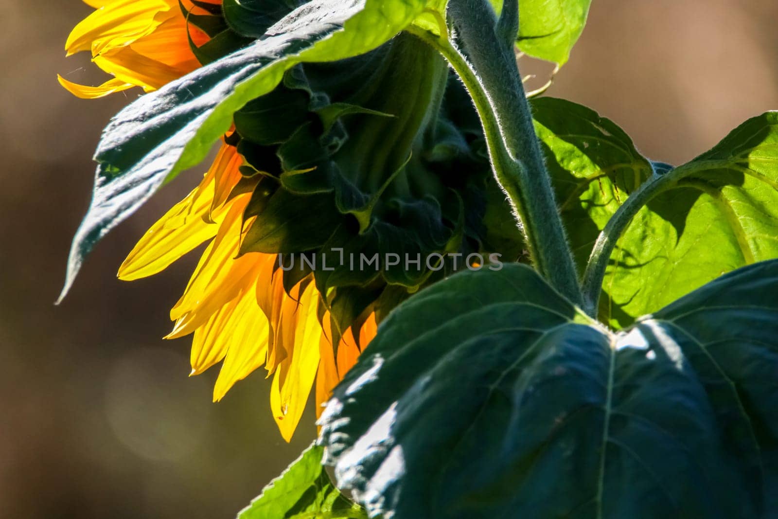 Blooming flowers. Sunflowers on a green grass.  Meadow with sunflowers. Wild flowers. Nature flower. Sunflowers on field. Sunflower is tall plant of the daisy family, with very large golden-rayed flowers.