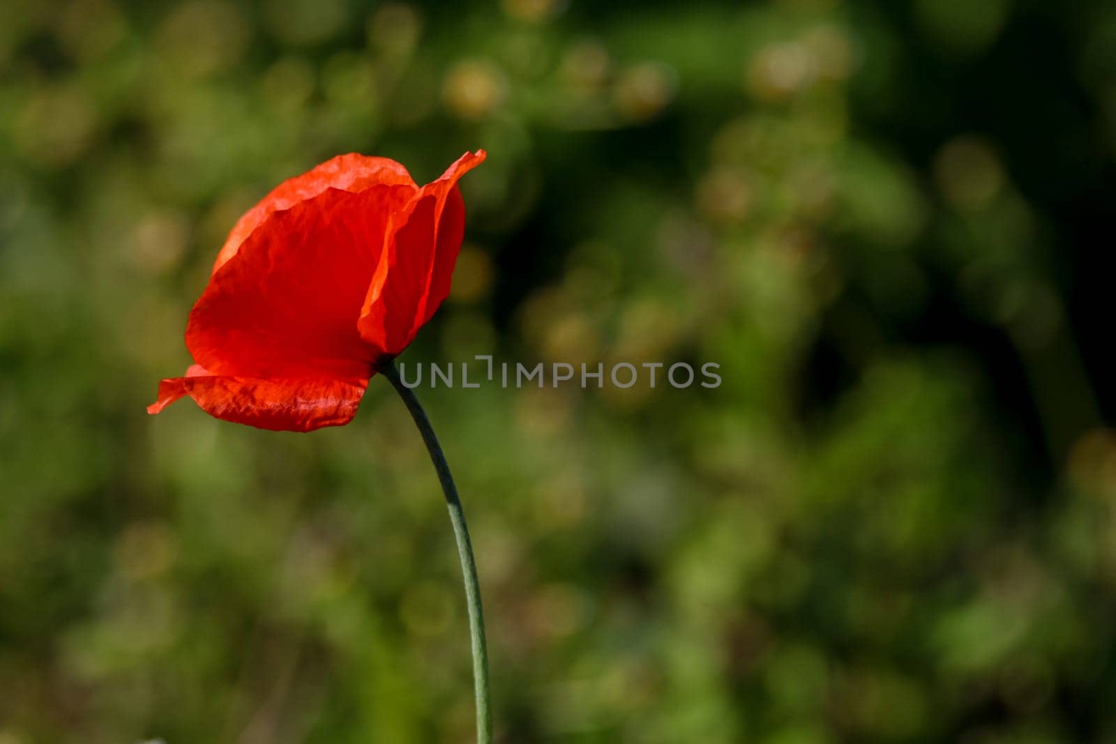 Top view of one red poppy flower on background of green meadow.