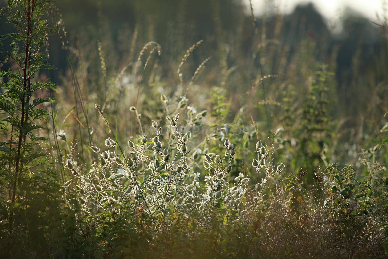 Light  rays shines through long green grass. Flowers on a green grass. Meadow with rural flowers. Wild rural scene in Latvia. Field flowers on long wild grass. Long green grass as nature background.