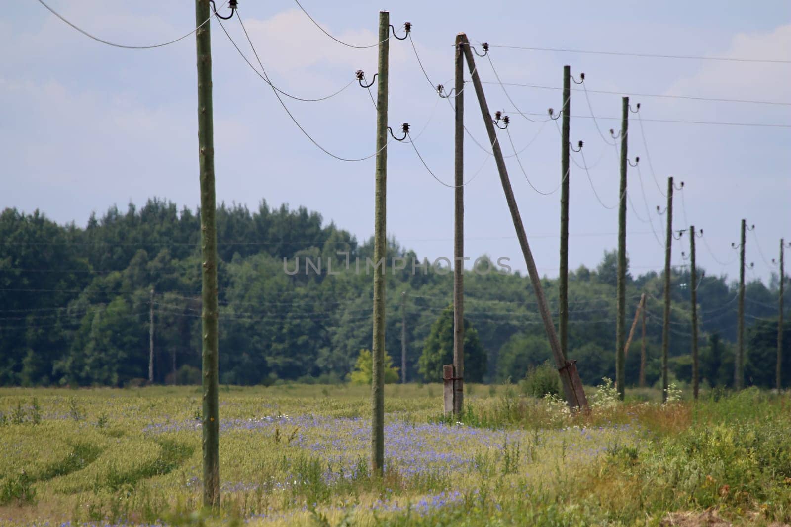 High-voltage power line on wooden poles glade near the forest. Electricity poles in field. Grass, forest and blue sky background, Latvia.
