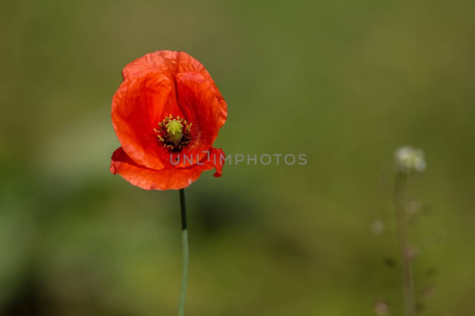 Top view of one red poppy flower on background of green meadow.