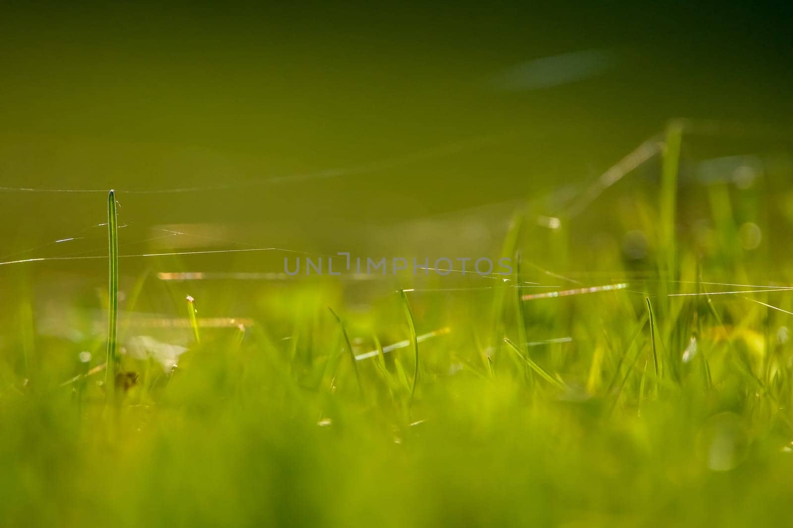 Closeup of green field. Spider web on a green grass.  Meadow with spider web. Wild grass. Nature meadow in Latvia. Abstrat background of green field.