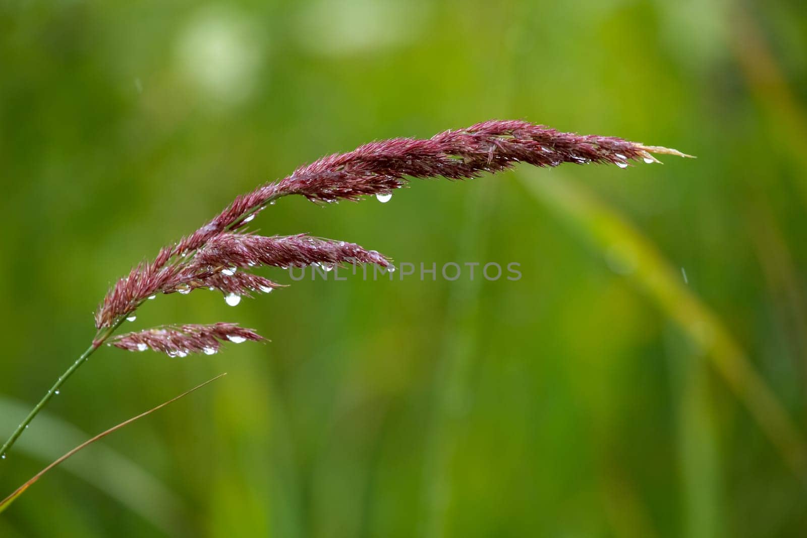 Close up of fresh thick grass with water drops after the rain. Dew drops on green grass in Latvia. Rain drops on bent. Background of wet grass.