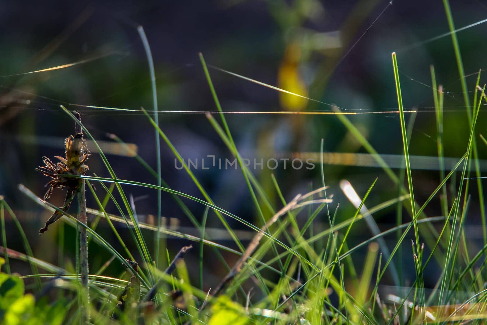 Grass with spider web. Grass on the background of river. Closeup of green grass. Spider web on a green grass. Meadow with spider web. Nature grass near the river in Latvia. Abstract background of green grass and river.