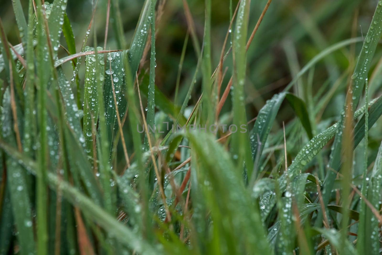 Close up of fresh thick grass with water drops after the rain. Dew drops on green grass in Latvia. Background of wet grass.