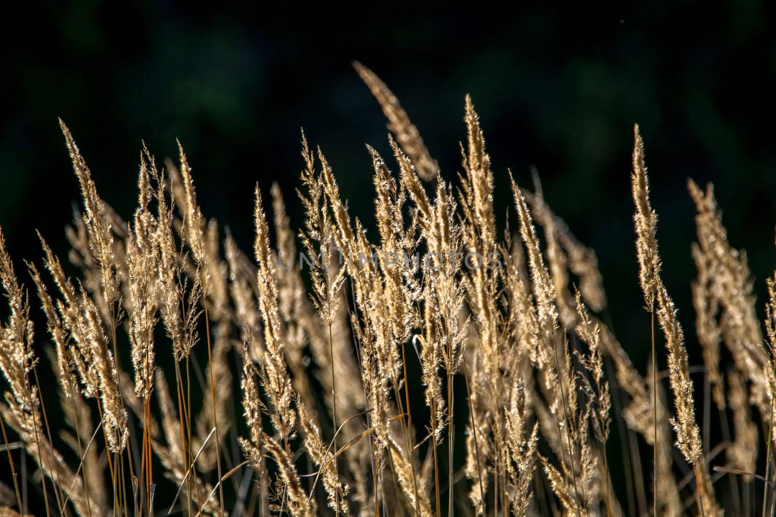 Closeup of grass. Grass on the background of river. Nature grass near the river in Latvia. Abstract background of grass and river. Wild grass in autumn, Latvia. ..