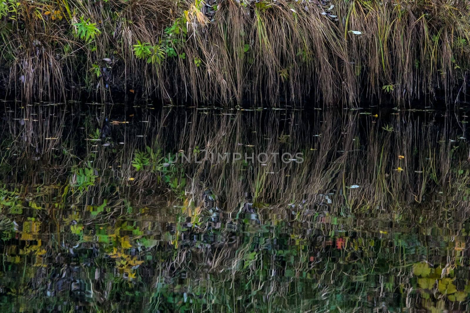 Reflections of  grass in the water surface of the river. Background of grass and river. Wild grass on the river coast. Nature grass near the river Memele in Latvia. Abstract background of grass and river.