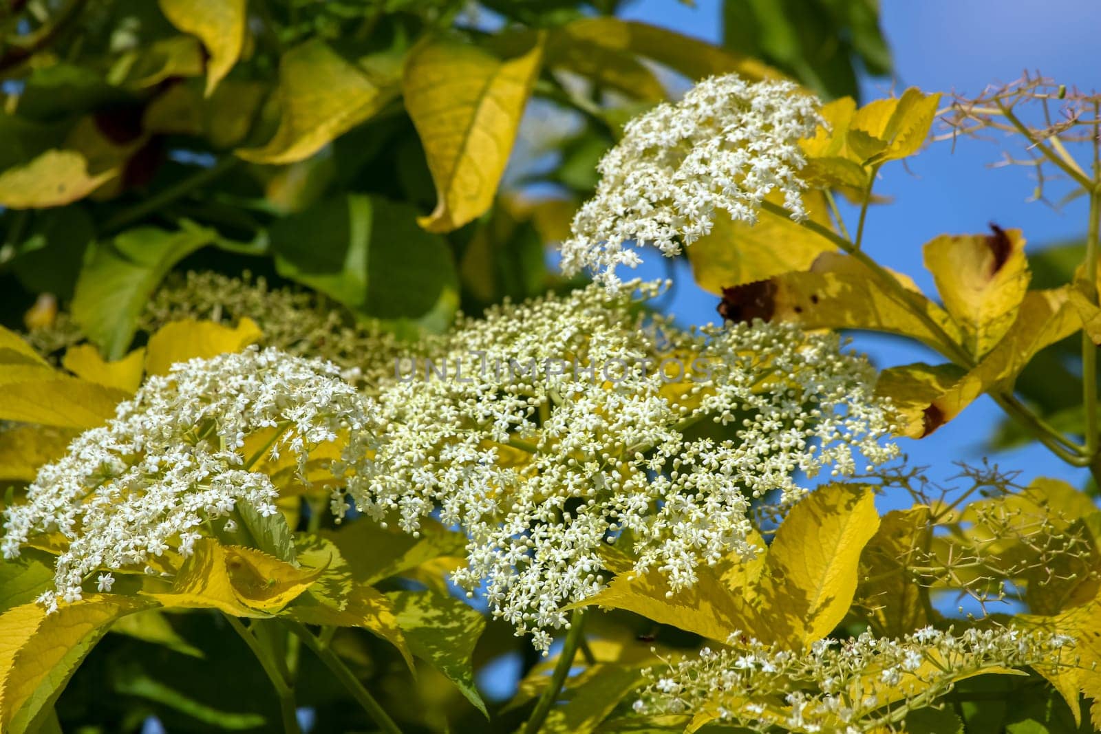 Flowering shrub. Shrub with white flowers and yellow leaves. White flowering bush on green field. Closeup of bush on background of blue sky. Flowering shrub with white flowers in summer day, Latvia.