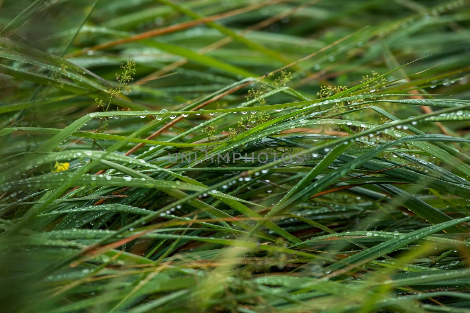 Close up of fresh thick grass with water drops after the rain. Dew drops on green grass in Latvia. Background of wet grass.