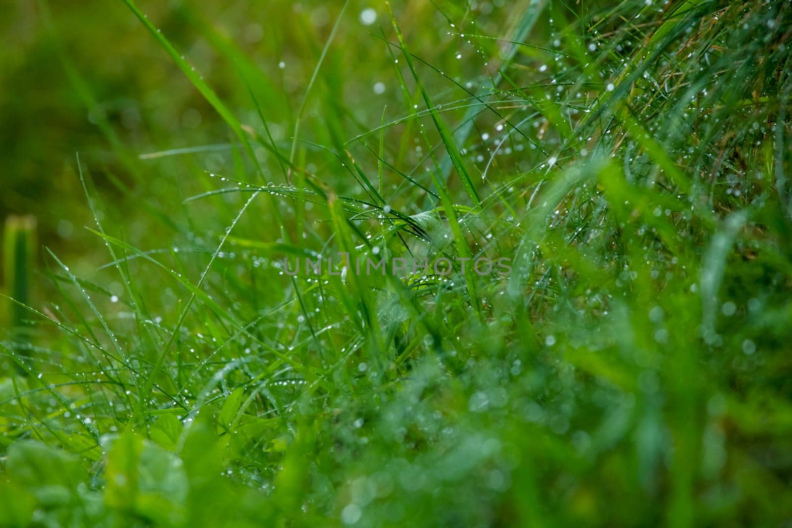 Close up of fresh thick grass with water drops after the rain. Dew drops on green grass in Latvia. Background of wet grass.