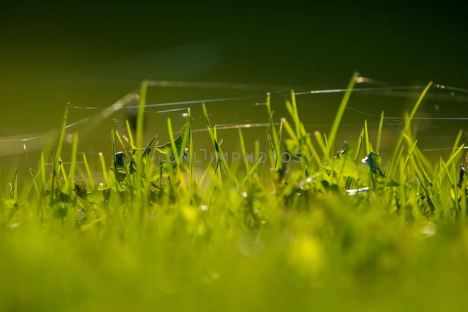 Closeup of green field. Spider web on a green grass.  Meadow with spider web. Wild grass. Nature meadow in Latvia. Abstrat background of green field.