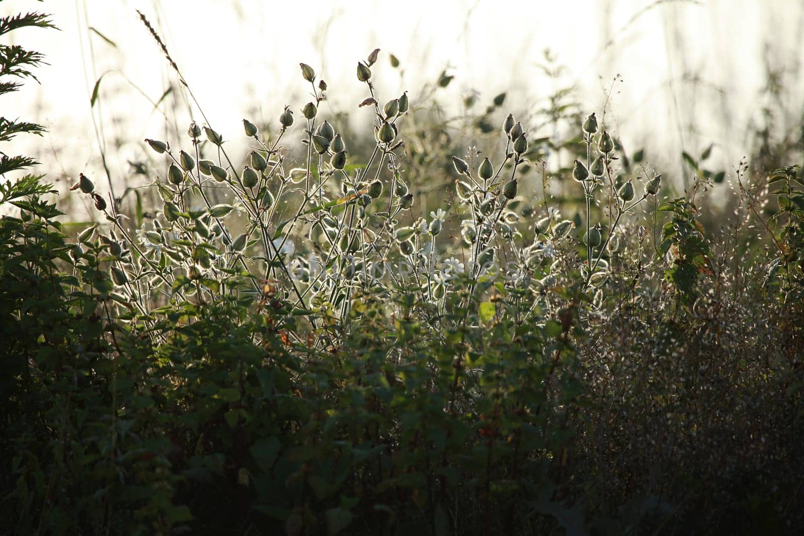 Light  rays shines through long green grass. Flowers on a green grass. Meadow with rural flowers. Wild rural scene in Latvia. Field flowers on long wild grass. Long green grass as nature background.