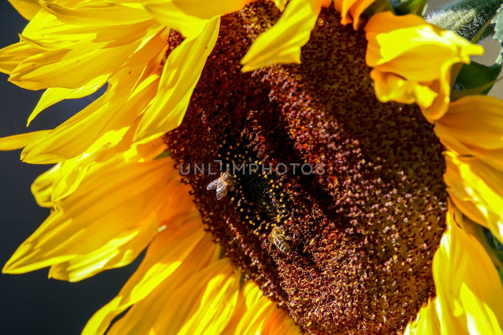 Closeup of sunflower. Twoo bees on sunflower. Sunflower in summer day. Blooming sunflower. Sunflower is tall plant of the daisy family, with very large golden-rayed flowers...