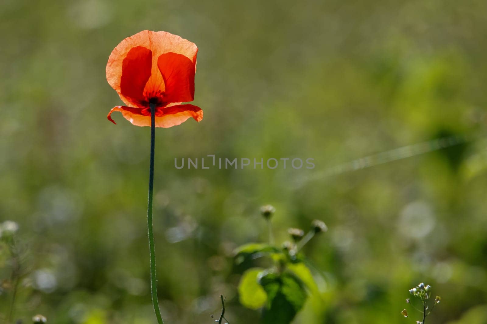 Top view of one red poppy flower on background of green meadow.