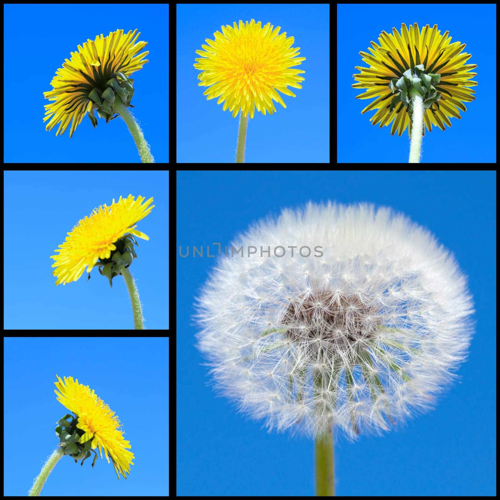 Photo collage with dandelion