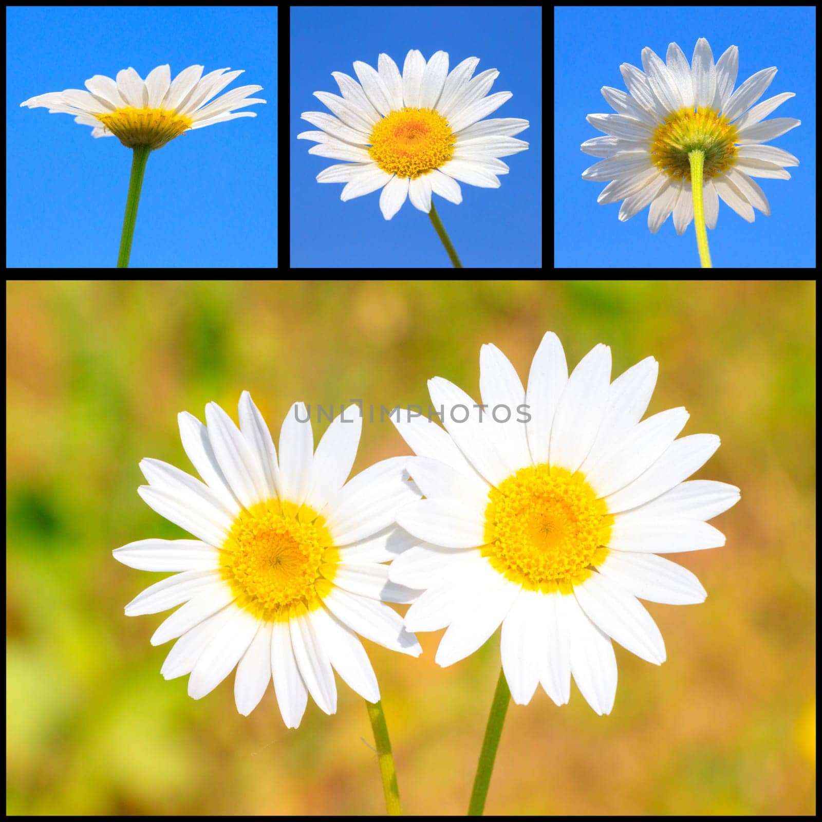 Photo collage with chamomile flowers