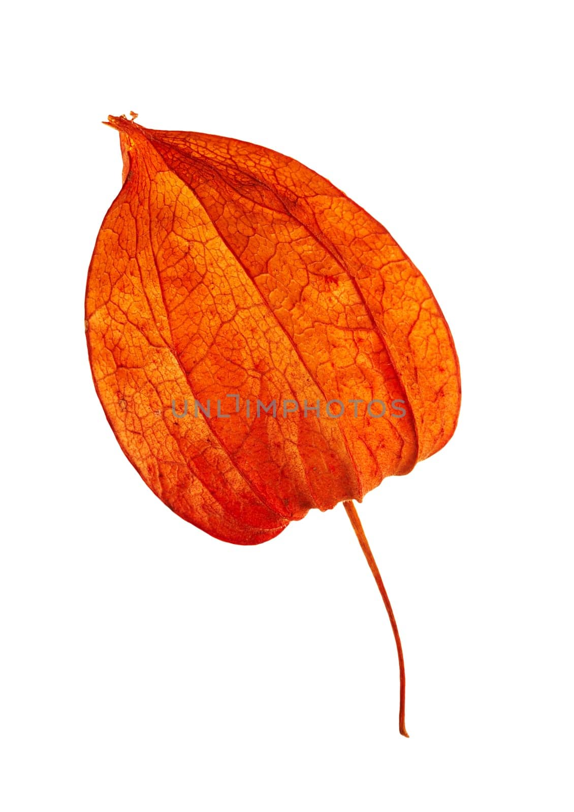 Detail of the fruit - Cape gooseberry
