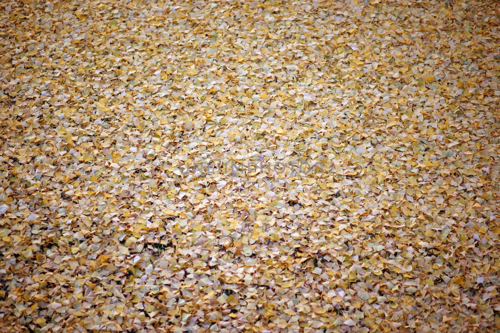 The fallen yellow leaves of the ginkgo tree in autumn....