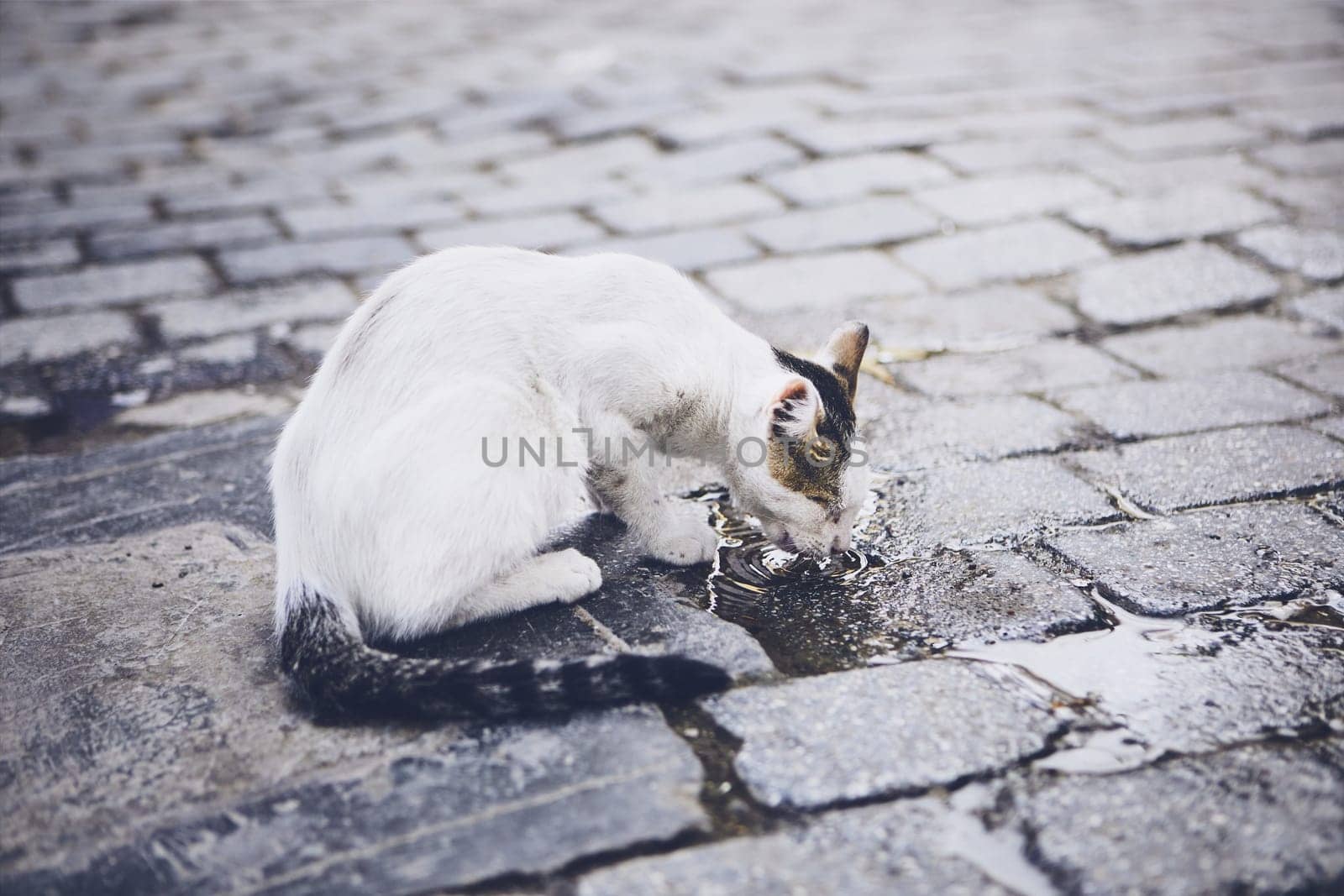 Abandoned cat drinking water from puddle on city street.
