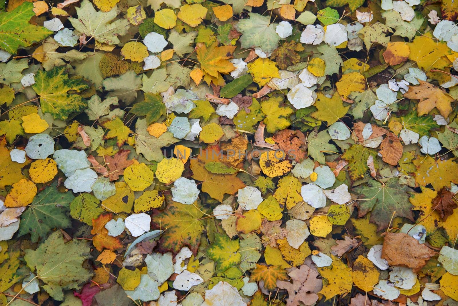 Fallen tree leaves in water, forming a smooth colored background.