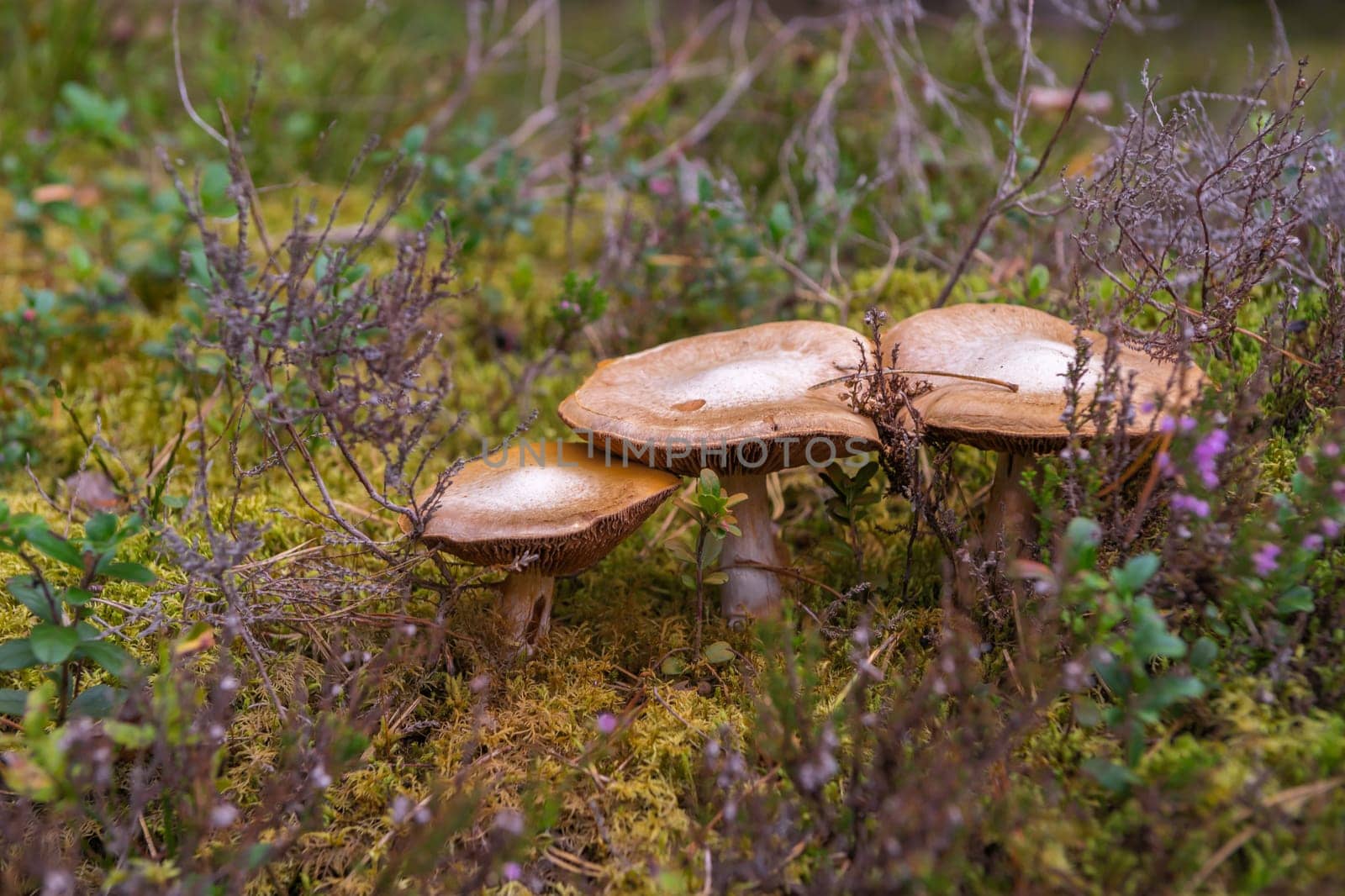 Mushrooms in wood. Mossy coniferous forest in Latvia. Mushrooms growing in wood  Closeup of three mushrooms. Healty and vegetarian food..