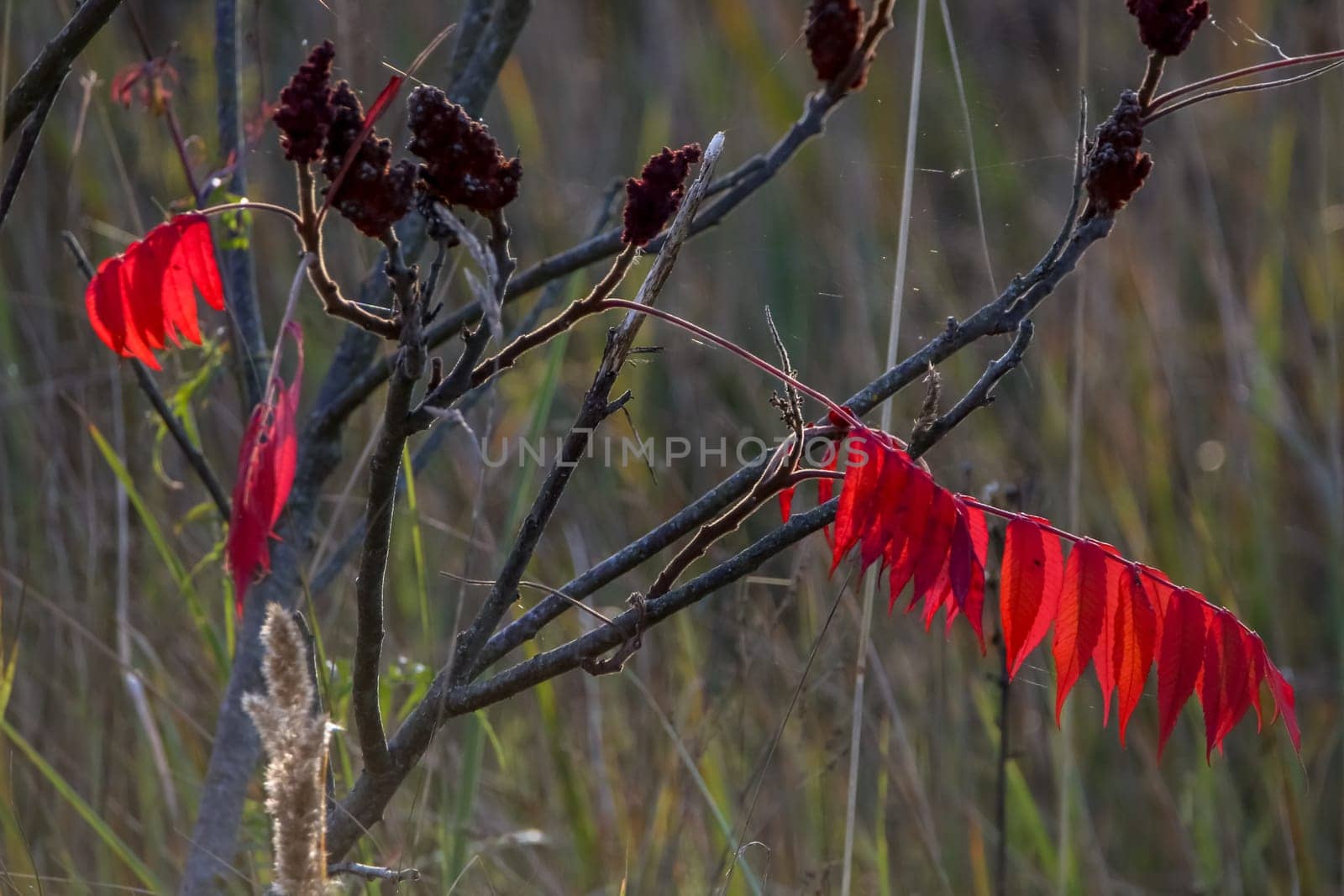 Colorful vibrant leaves on a sumac plant during the autumn season in Latvia. Sumac with red  leaves.