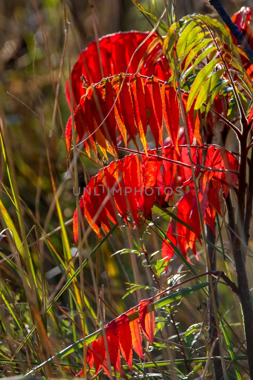 Colorful vibrant leaves on a sumac plant during the autumn season in Latvia. Sumac with red and green leaves. ..