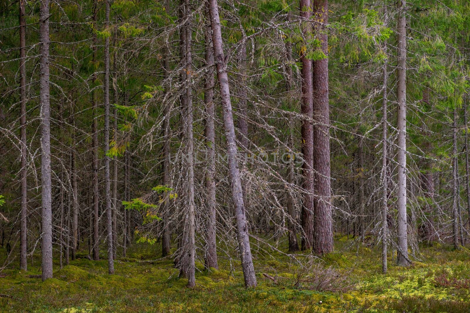 Mossy coniferous forest in Latvia. Fir and pine forest. Mixed wood of pine and spruce trees. Coniferous forest with spruce and pine trees.