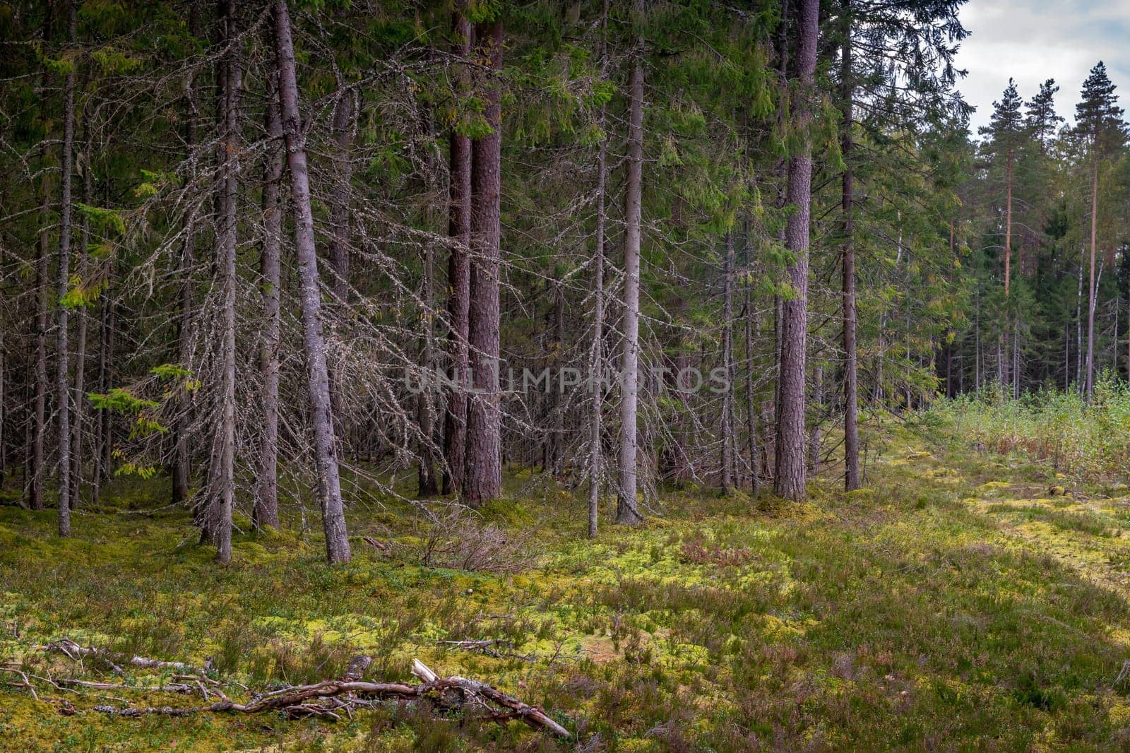 Mossy coniferous forest in Latvia. Fir and pine forest. Mixed wood of pine and spruce trees. Coniferous forest with spruce and pine trees.