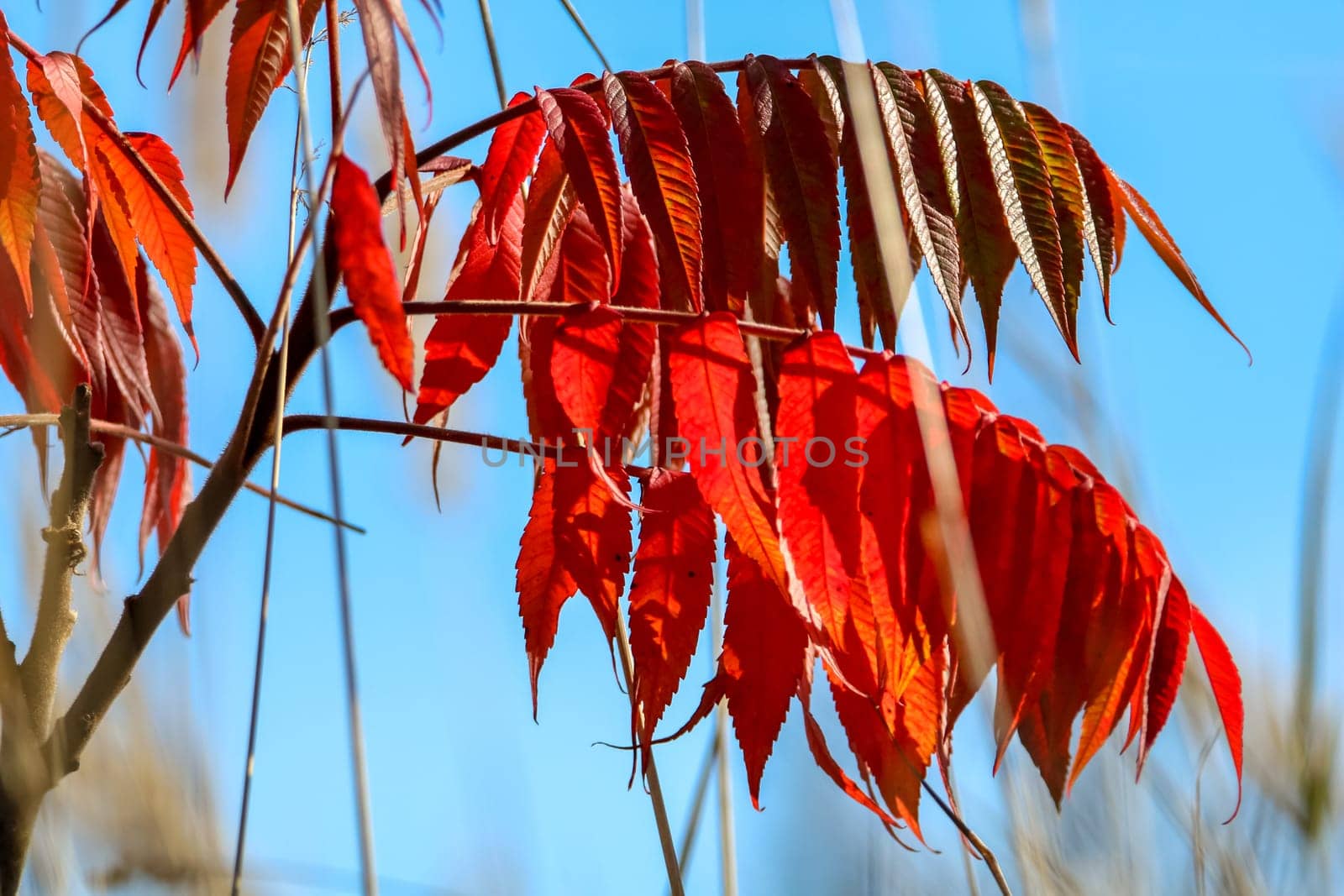 Colorful vibrant leaves on a sumac plant during the autumn season in Latvia. Sumac with red  leaves. Sumac on background of blue sky. ..