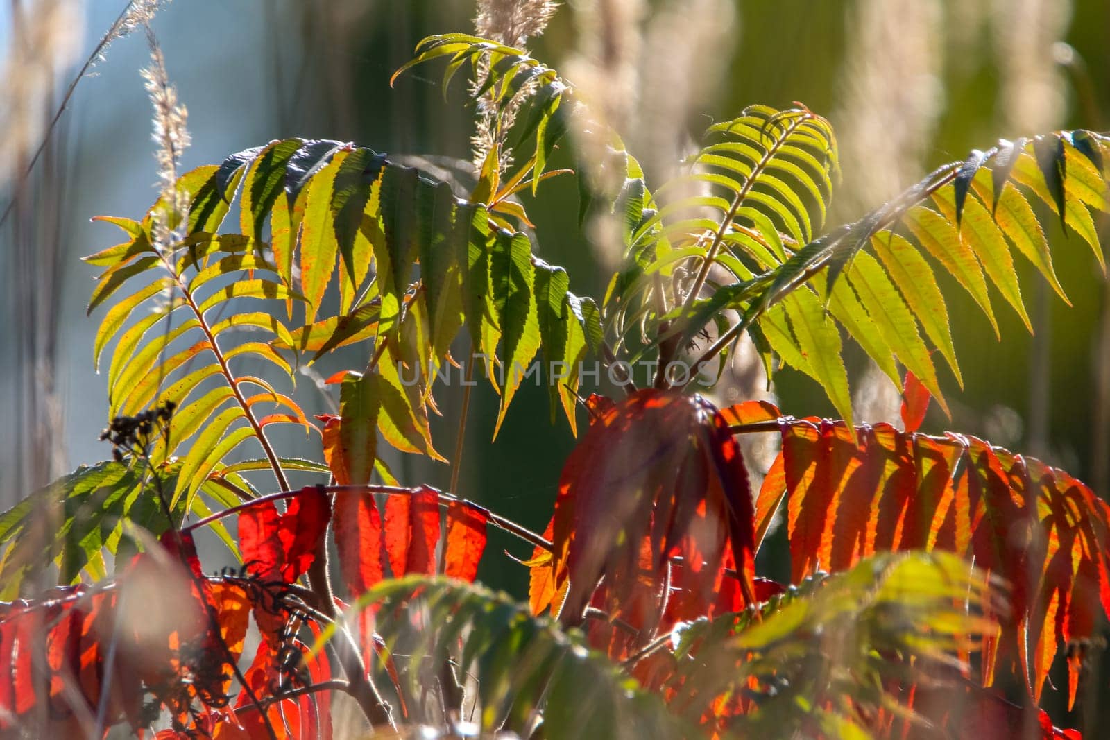 Colorful vibrant leaves on a sumac plant during the autumn season in Latvia. Sumac with red and green leaves. ..