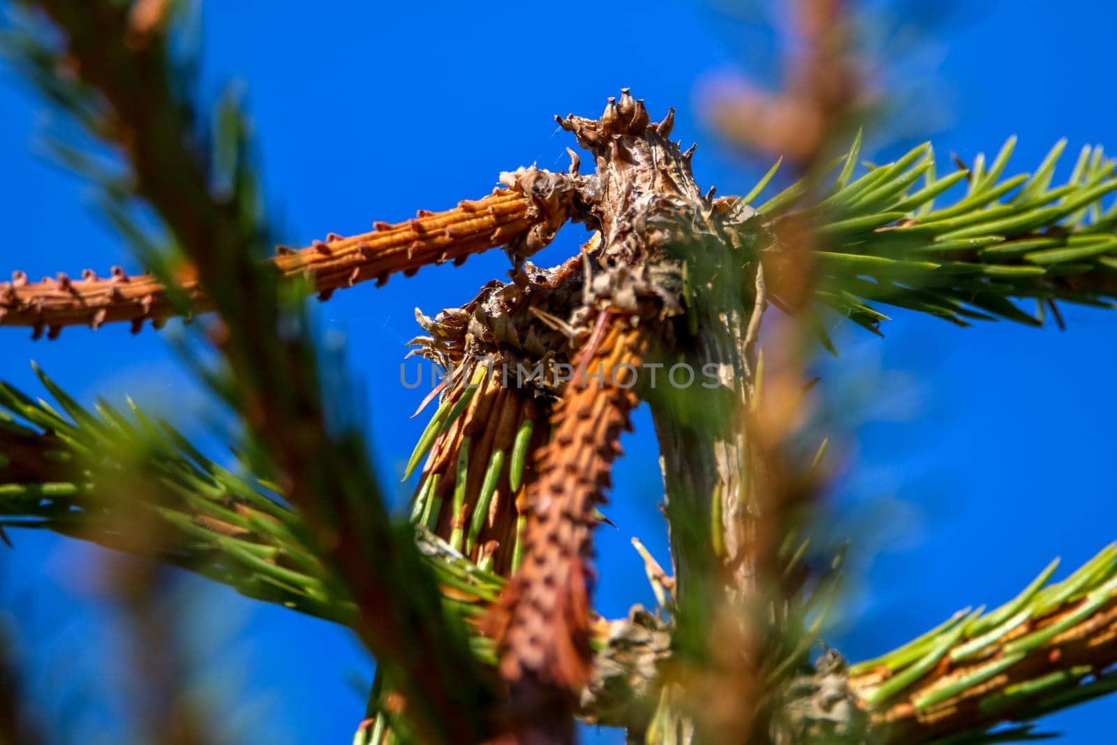Spruce top on bright blue sky background. Fir tree top with needles in sunny day, Latvia.