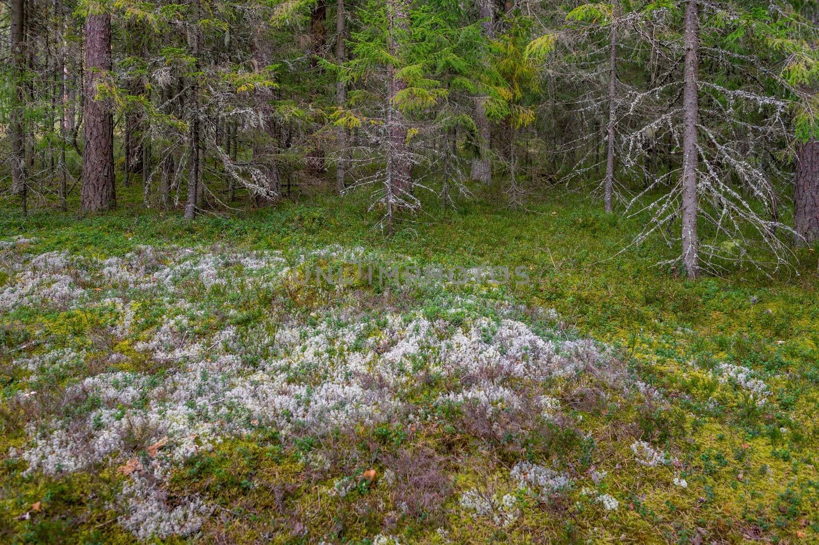Mossy coniferous forest in Latvia. Fir and pine forest. Mixed wood of pine and spruce trees. Coniferous forest with spruce and pine trees.