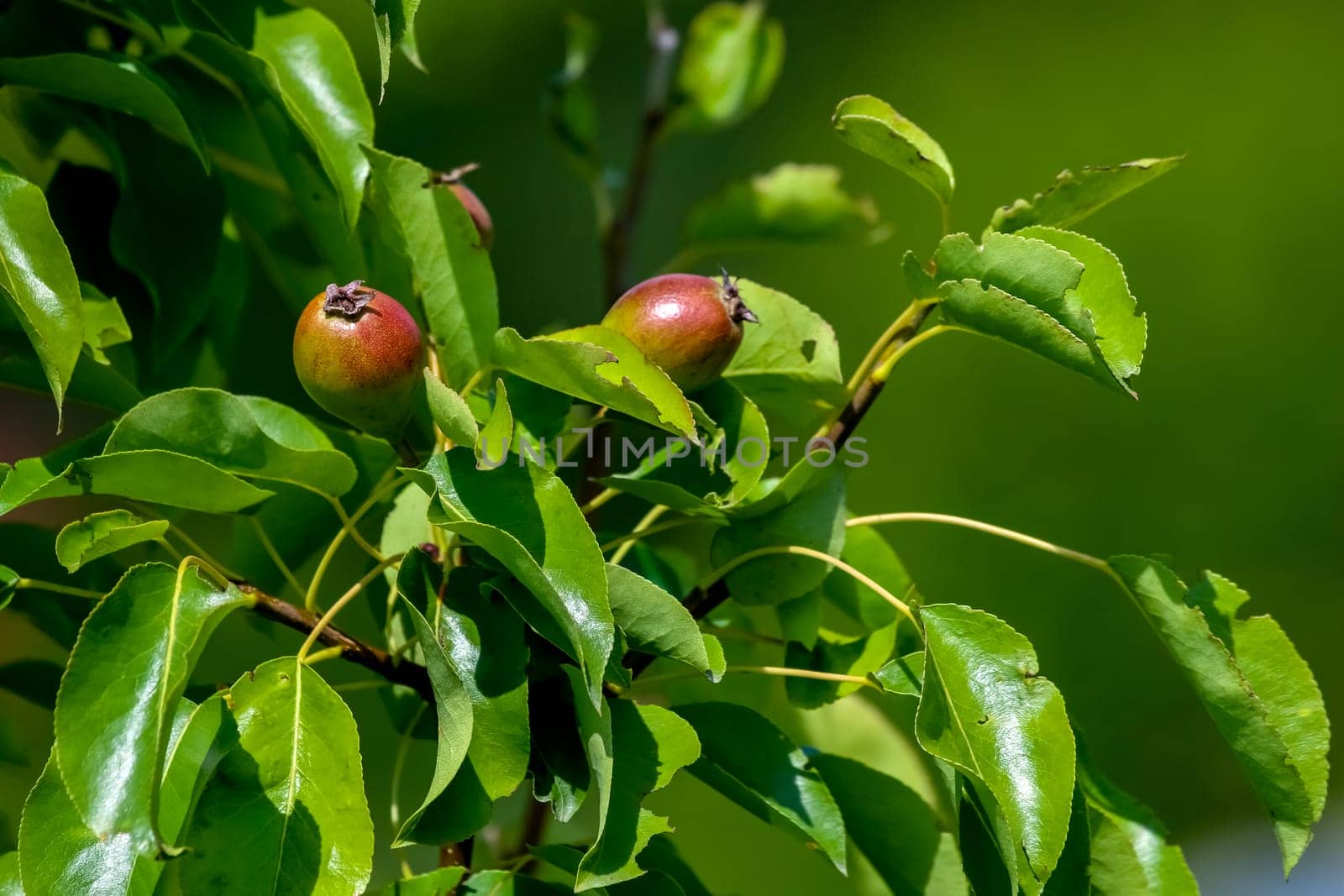 Little pears on tree branch. Unripe pears on tree. Pears in garden. Summer fruits in Latvia.