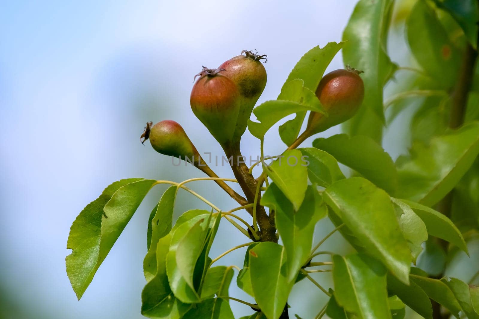 Little pears on tree branch. Unripe pears on tree. Pears in garden. Summer fruits in Latvia.