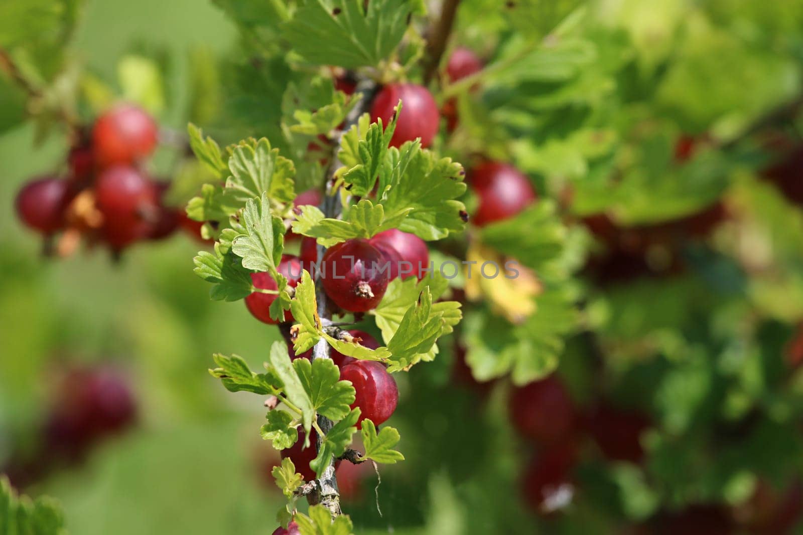 Gooseberries on bush branch. Gooseberries on bush. Gooseberries in garden. Summer berries in Latvia.