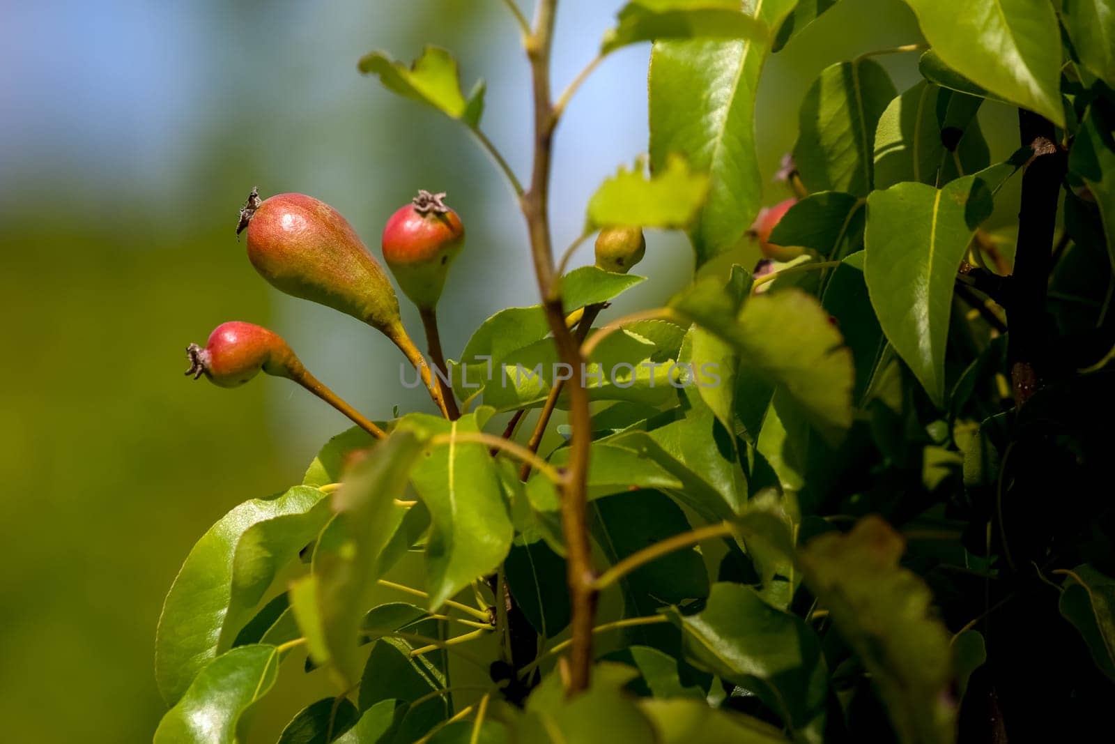Little pears on tree branch. Unripe pears on tree. Pears in garden. Summer fruits in Latvia.