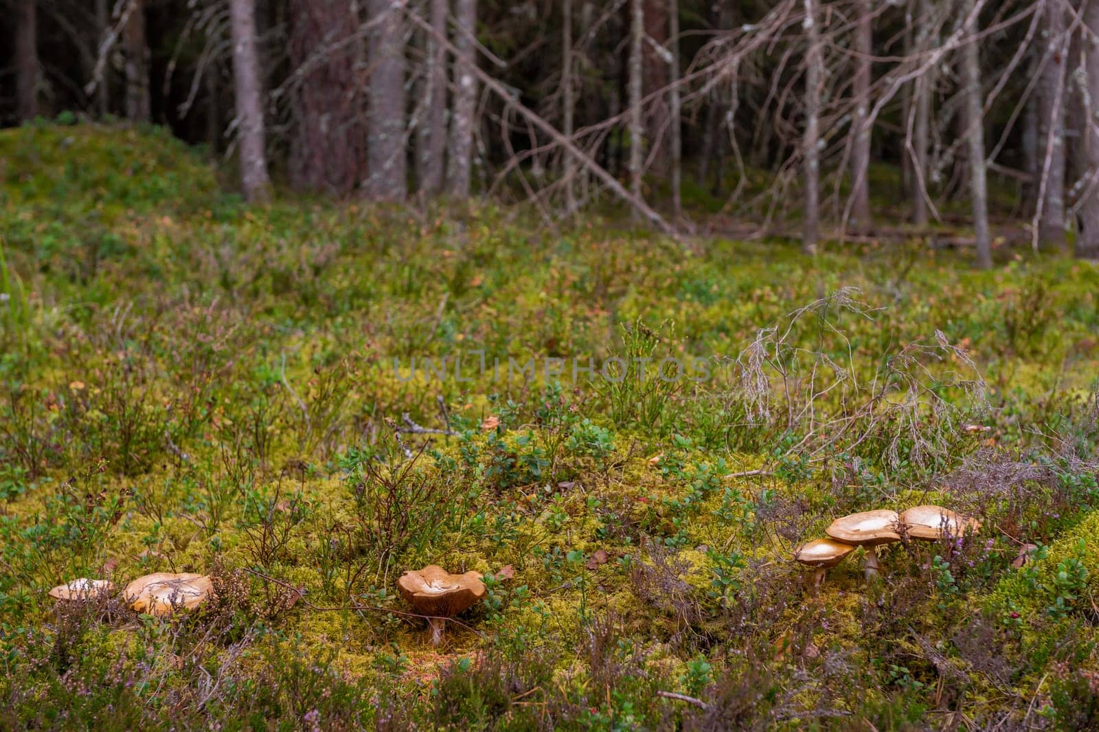 Mossy coniferous forest in Latvia. Fir and pine forest. Mixed wood of pine and spruce trees. Mushrooms in forest. Healty and vegetarian food..