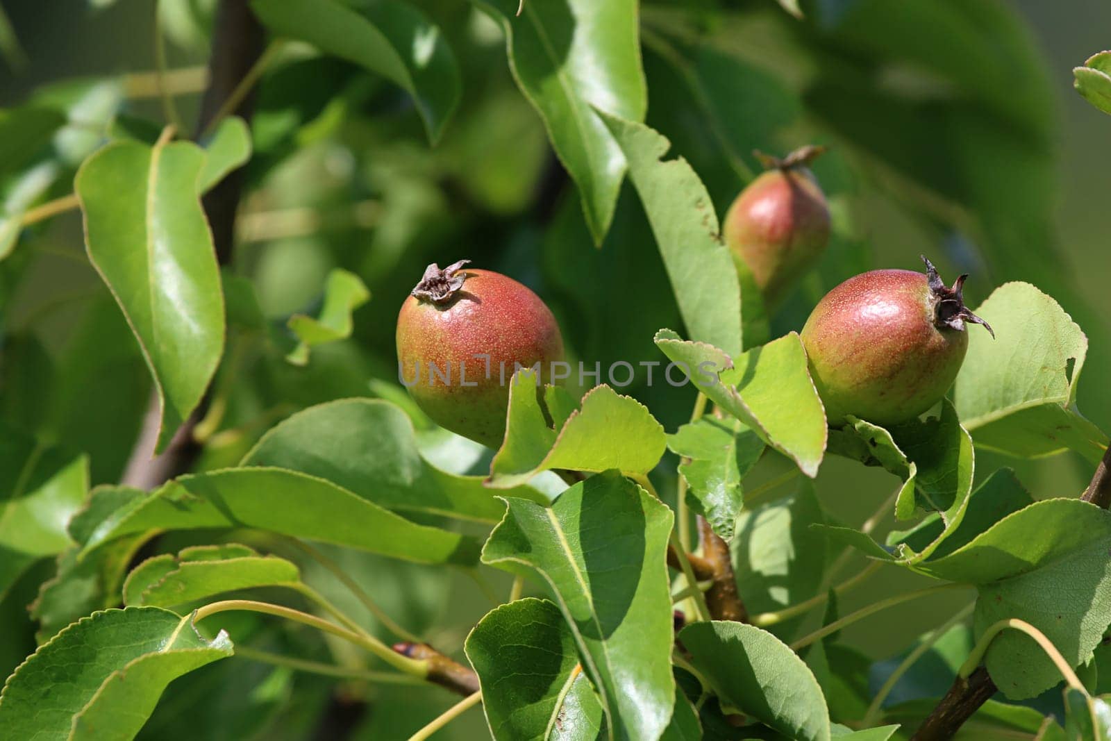 Little pears on tree branch. Unripe pears on tree. Pears in garden. Summer fruits in Latvia.