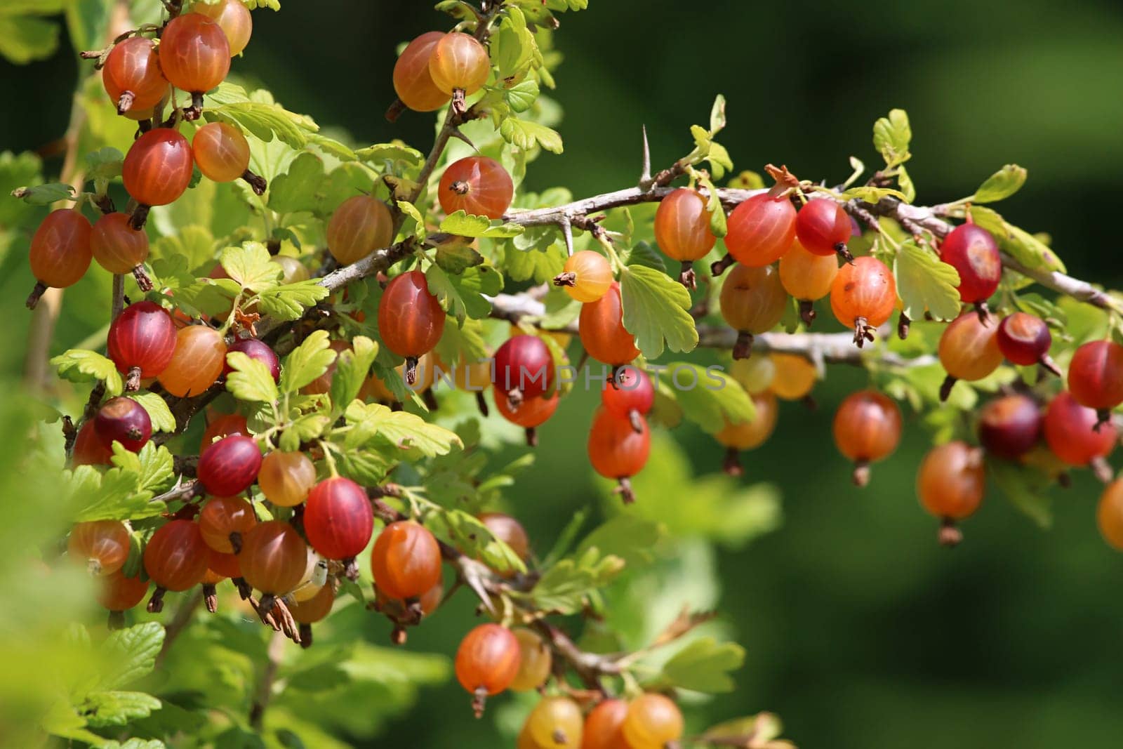 Gooseberries on bush branch. Gooseberries on bush. Gooseberries in garden. Summer berries in Latvia.