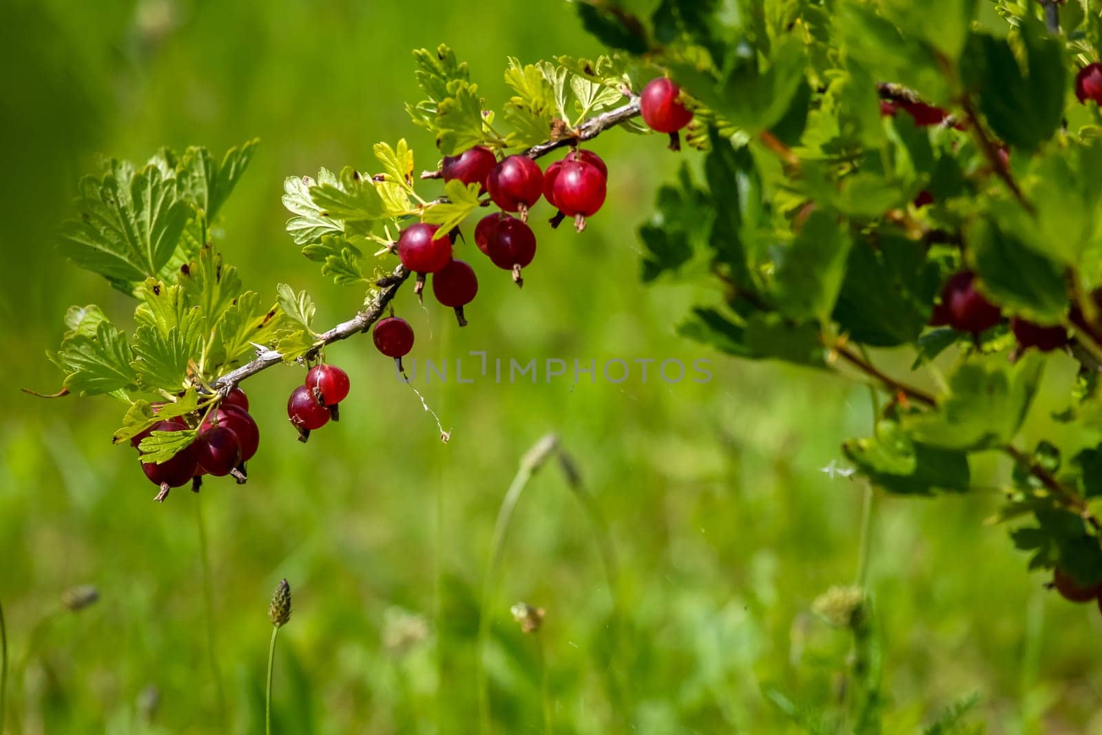 Gooseberries on bush branch. Gooseberries on bush. Gooseberries in garden. Summer berries in Latvia.