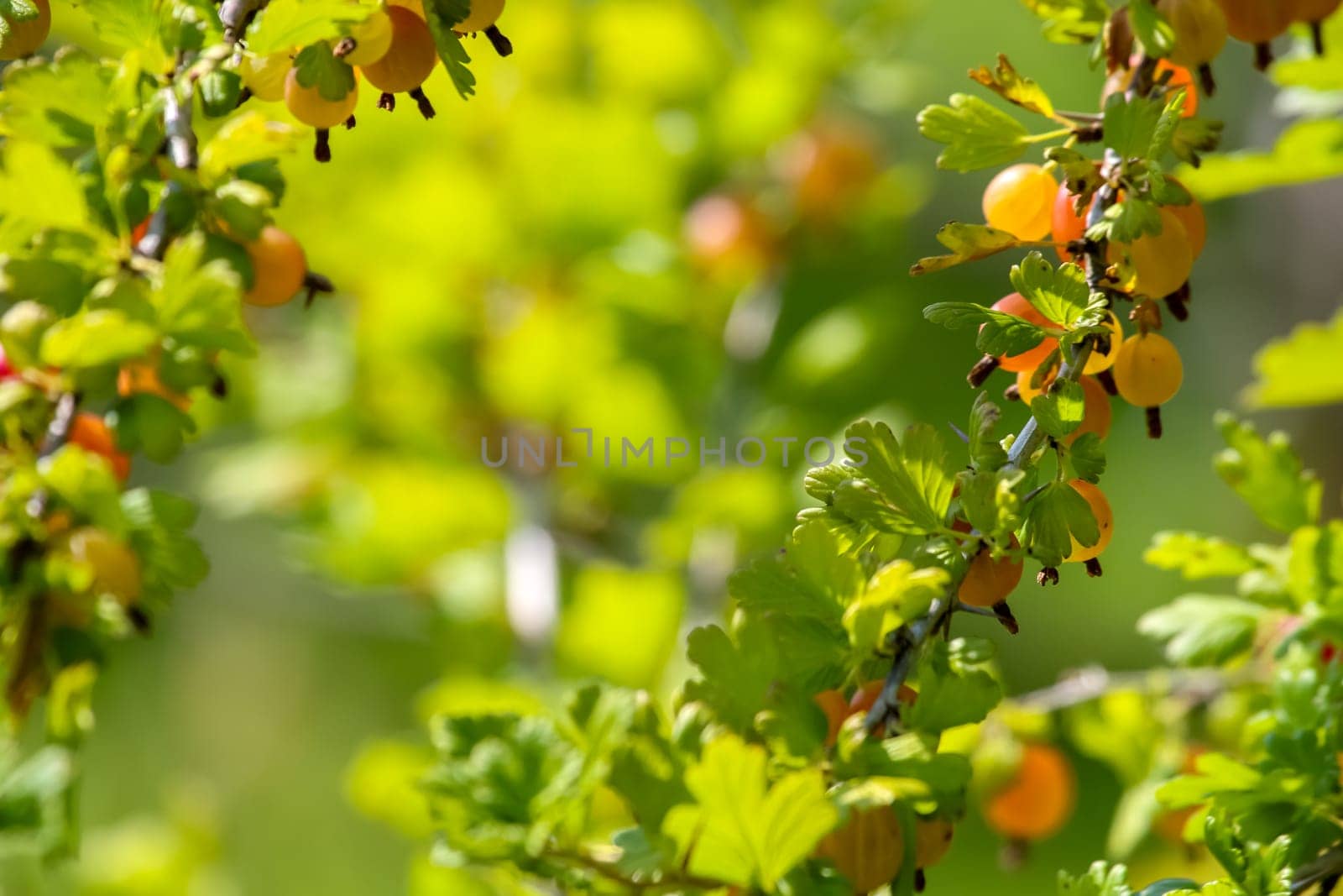 Gooseberries on bush branch. Gooseberries on bush. Gooseberries in garden. Summer berries in Latvia.