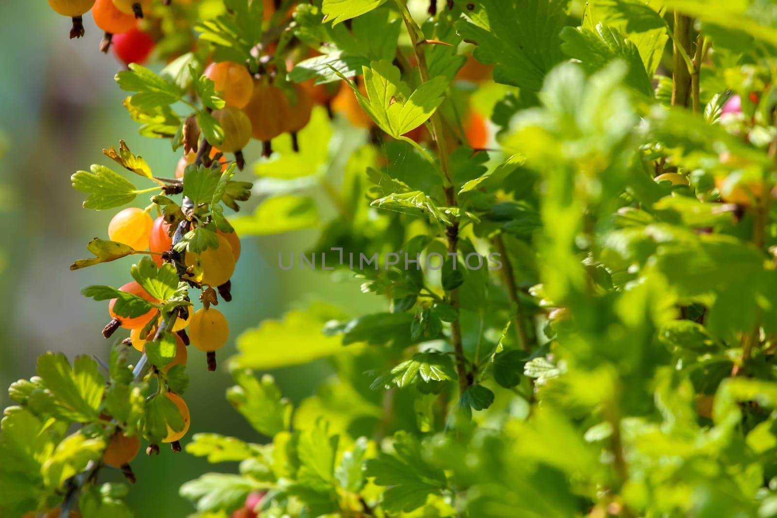 Gooseberries on bush branch. Gooseberries on bush. Gooseberries in garden. Summer berries in Latvia.