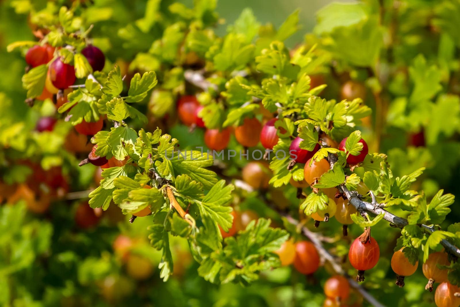 Gooseberries on bush branch. Gooseberries on bush. Gooseberries in garden. Summer berries in Latvia  Ērkšķogas krūmā. Krūms ar ērkšķogām. Ērkšķogu krūms. Ērkšķogas augļu dārzā. Vasaras ogas krūmā. Latvijas ērkšķogas. Augļu dārzs Zemgalē. ..Ērkšķogas ir ērkšķogu dzimtas krūms, kura dabiskais izplatības areāls ir Eiropa, Āfrikas ziemeļrietumi un Āzijas rietumi, dienvidi, dienvidaustrumi. Lai gan taksonomiski ērkšķogas ir jāņogu ģints suga, daži speciālisti tās tomēr izdala atsevišķā ērkšķogu ģintī. Ērkšķogas tiek kultivētas galvenokārt to ogu dēļ. Ērkšķogas tiek sauktas arī par krizdolēm, stiķenēm un ziemeļu vīnogām. Ērkšķogas ir lielisks pektīnu avots, īpaši tad, kad tās vēl nav gluži gatavas. Ērkšķogu izcelsmes sākums ir meklējams Eiropā. Aktīvi šīs ogas sāka kultivēt tikai XVI gadsimtā. Arī pie mums Latvijā ērkšķogas ir ļoti izplatītas ogas. Liela daļa iedzīvotāju tās audzē savos mazdārziņos...Aprakstā izmantoti  lv.wikipedia.org resursi
