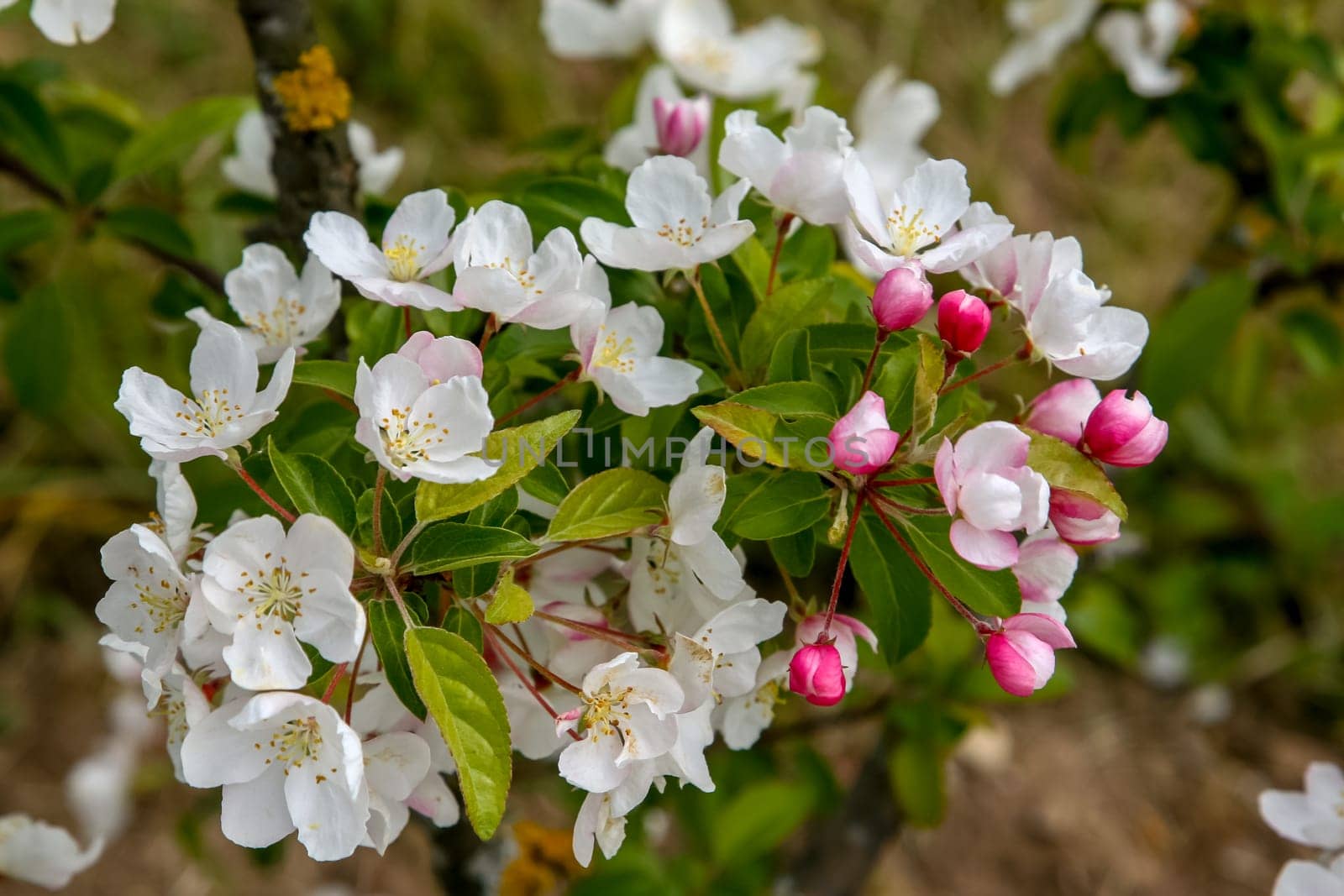 Blooming apple tree in spring time. Blossoming apple flowers. Flowering apple tree in Latvia.
