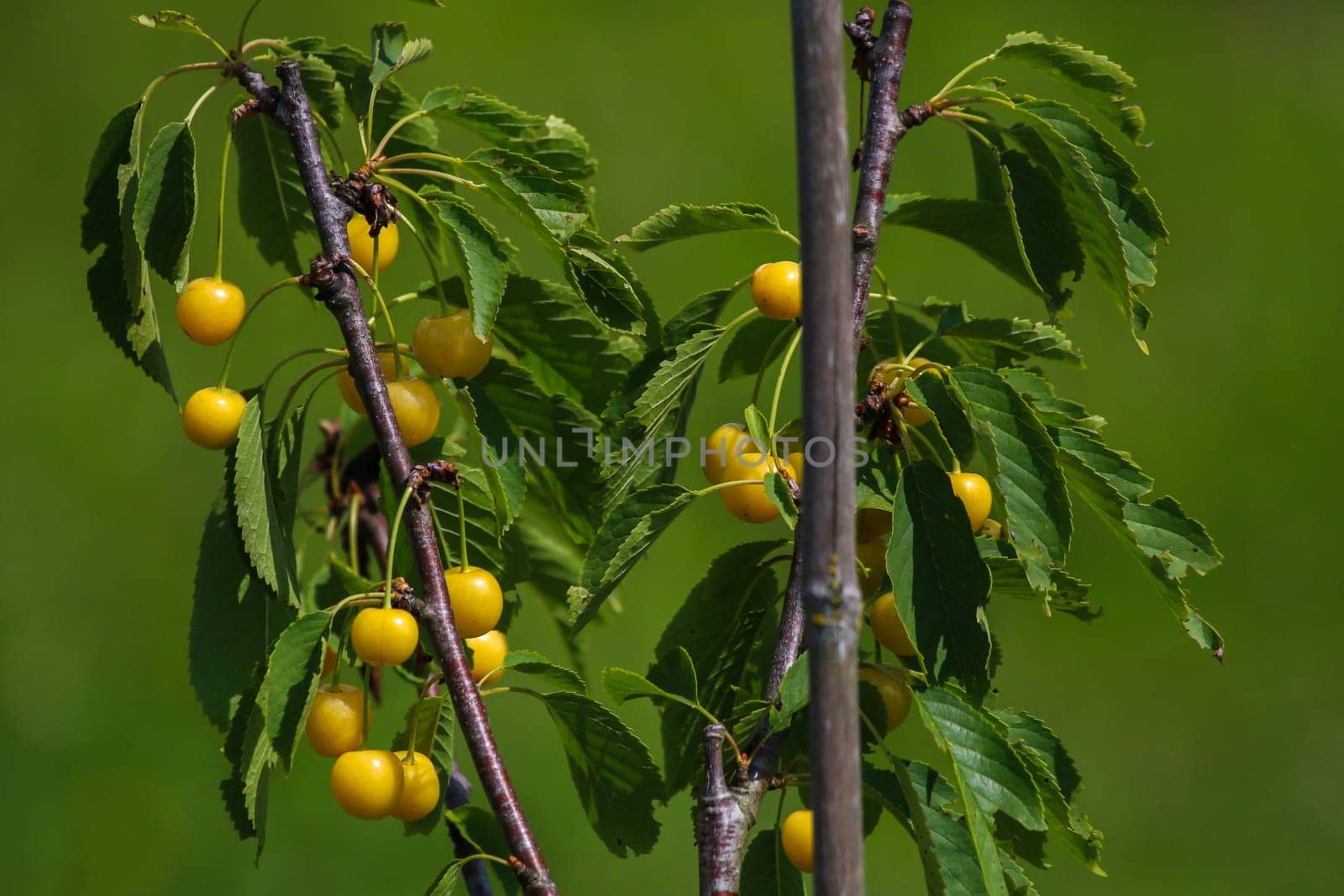 Yellow cherries on tree branch. Sweet cherries on tree. Cherries in garden. Summer fruits in Latvia.