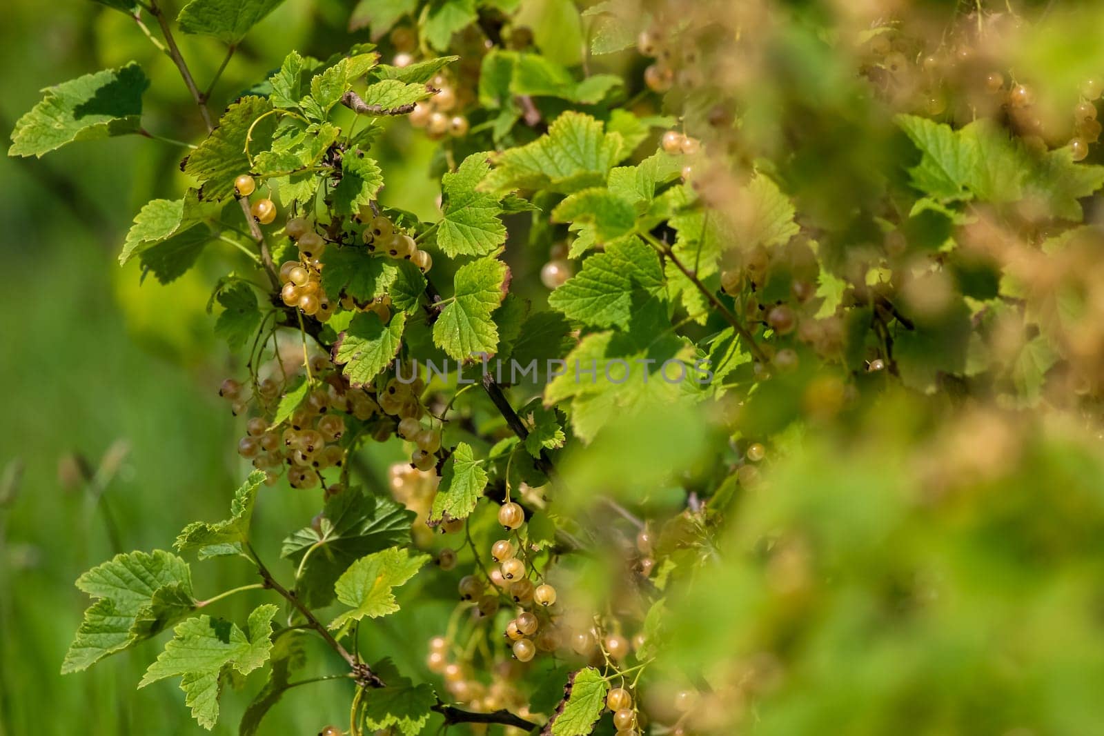 White currants on bush branch. White currants on bush. White currants in garden. Summer berries in Latvia.