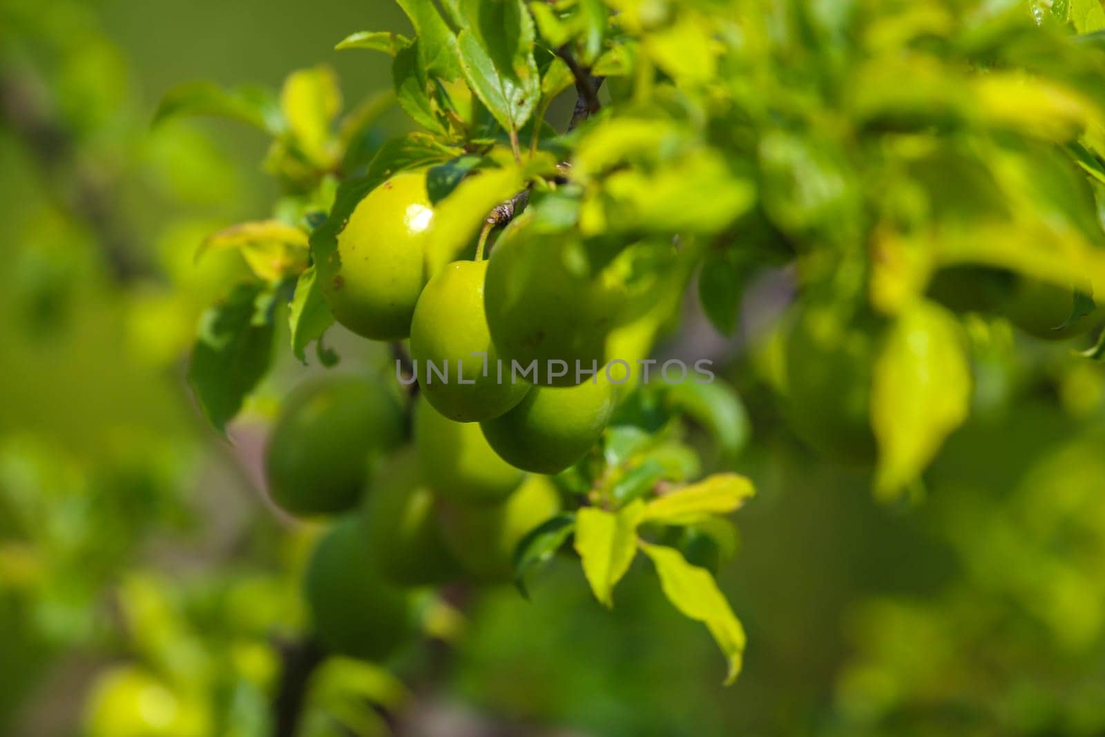 Green plums on tree branch. Unripe plums on tree. Green plums on green background in garden. Summer fruits in Latvia.