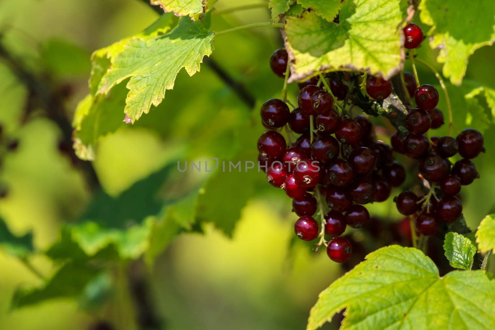Redcurrant on bush branch. Redcurrant on bush. Red currant in garden. Summer berries in Latvia.
