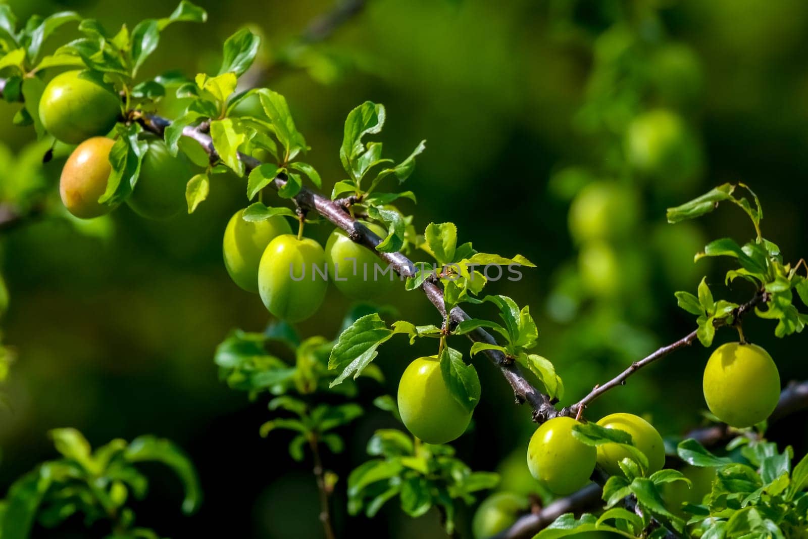 Green plums on tree branch. Unripe plums on tree. Green plums on green background in garden. Summer fruits in Latvia.